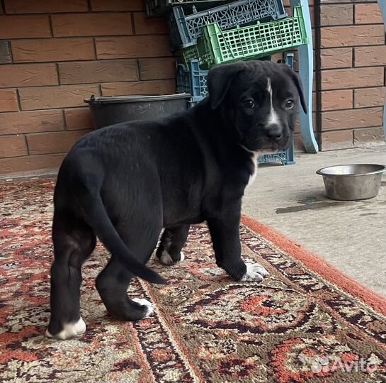 Собаки щенки бесплатно