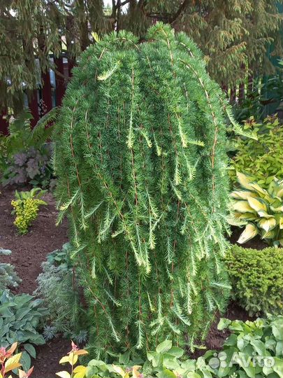 Пендула европейская на штамбе