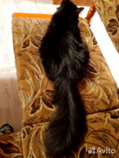 Ангорская кошка