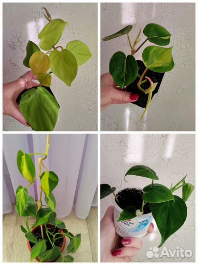 Филодендроны