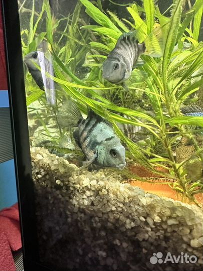 Аквариумные рыбки. Сапфировый попугай