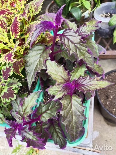 Бенджамина и другие