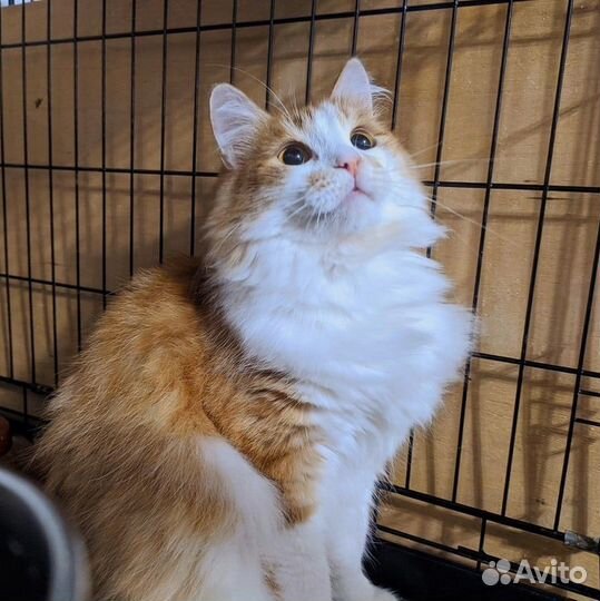 Котик Торин в добрые руки