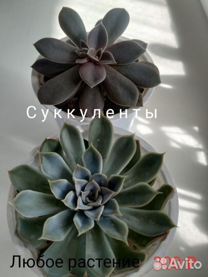 Кактусы и суккуленты. Комнатные растения