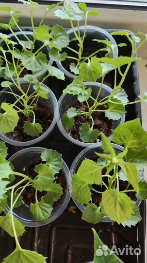 Кампанула жених детки