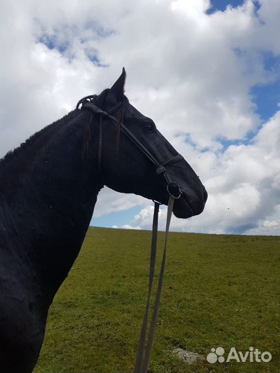 Карачаевский жеребец