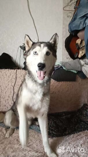 Сибирский хаски