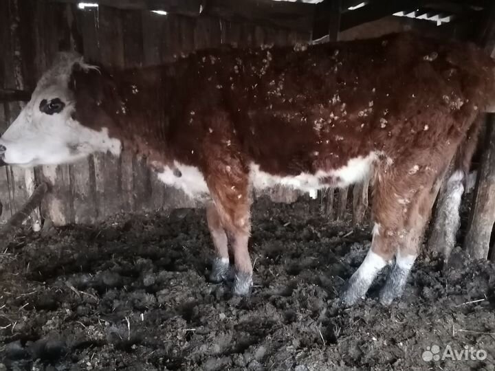 Коровы быки телки