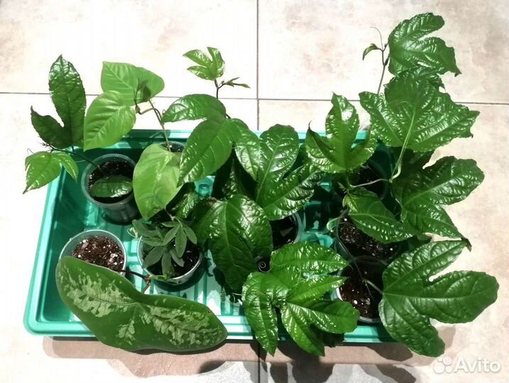 Пассифлора (маракуйя), 8 видов