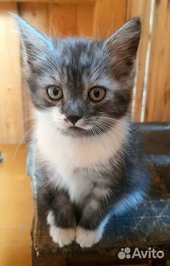 Отдам в добрые руки