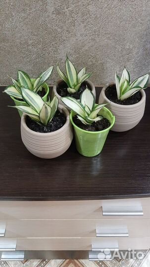 Сансевиерия голден ханни