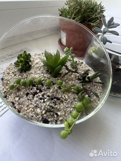 Флорариум суккуленты