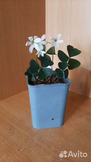 Кислица оксалис