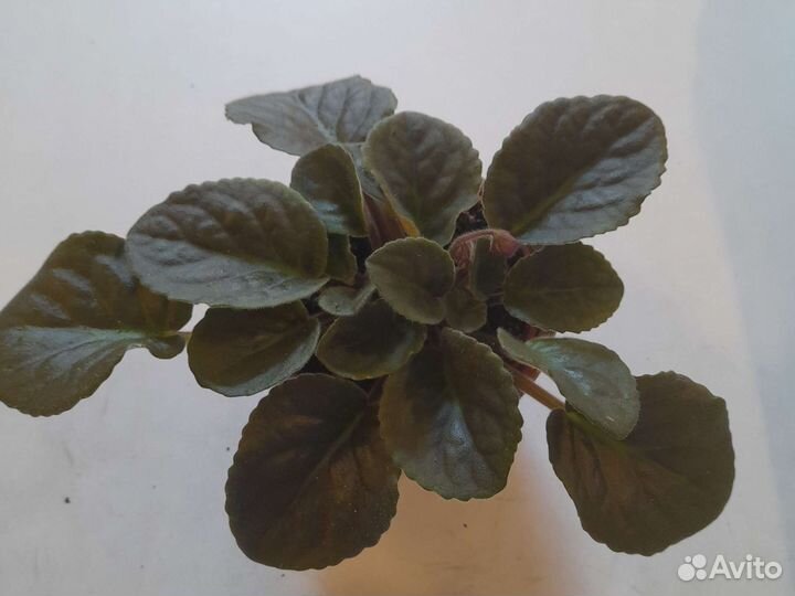 Фиалки цветущие в горшке