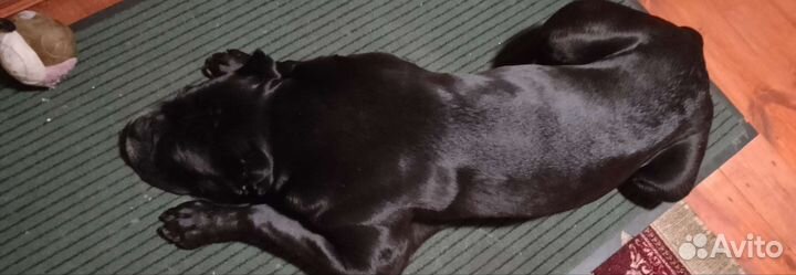 Вязка Кане корсо