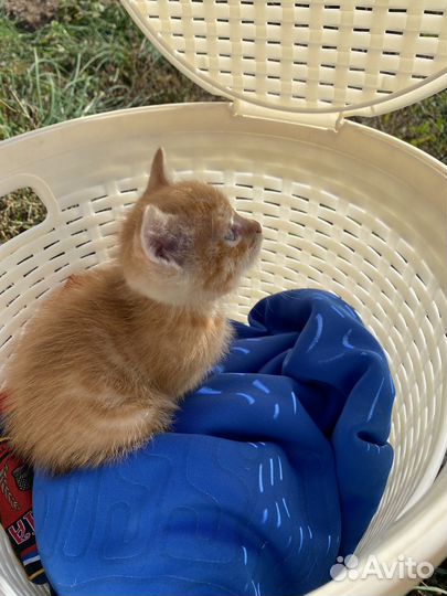 Котик мальчик