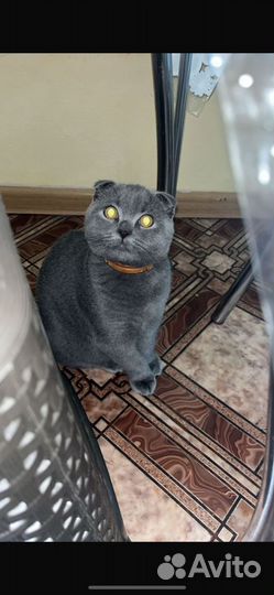 Шотландский вислоухий кот