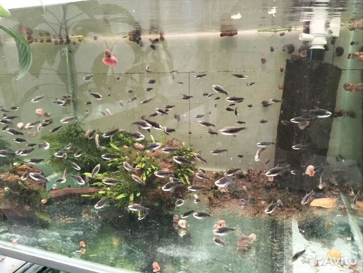 Аквариумные рыбки