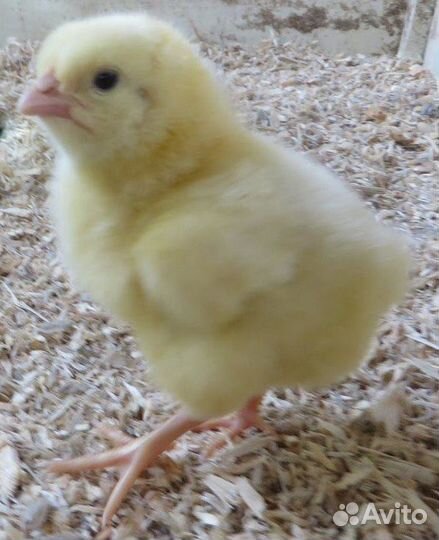 Цыплята Бройлер суточный Cobb-500, Ross-308