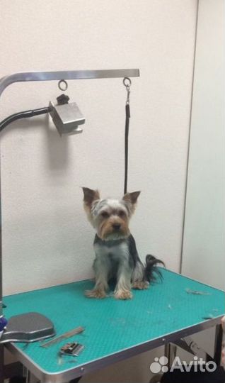 Стрижка кошек и собак