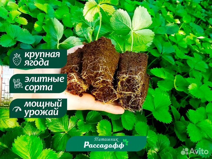 Рассада клубники. Опт от 64 шт