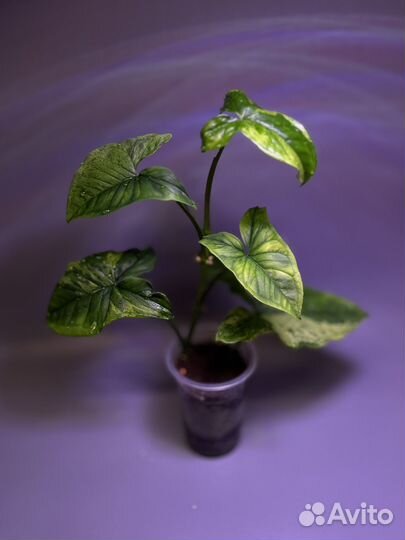 Сингониумы