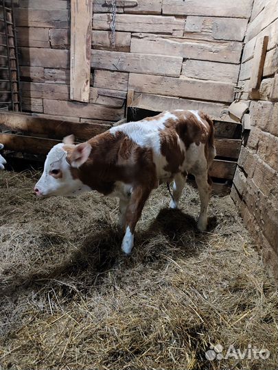 Телята бычки телки молодняк коровы быки
