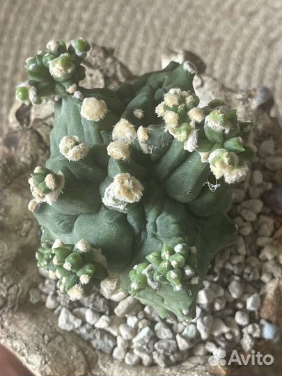 Gumnocalycium monstrose