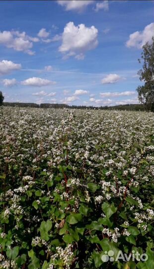 Мёд, мед урожай 2022 года