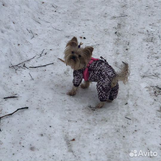 Одежда для маленьких собак