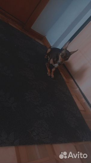 Русский той-терьер вязка мальчик ищет девочку