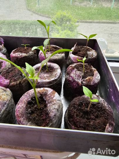 Рассада перца Хабанеро и Халапеньо