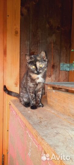 Котики в добрые руки