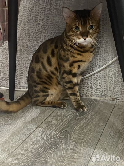 Кот в добрые руки