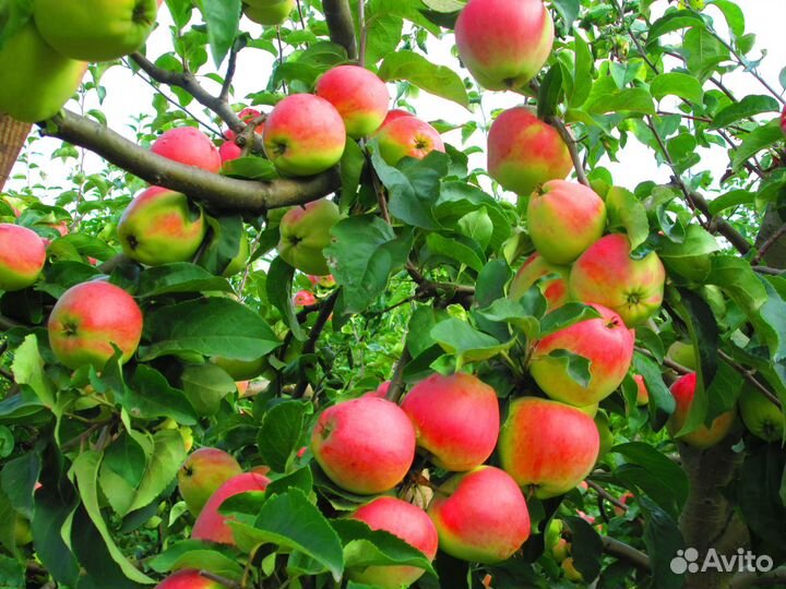 Яблоки из своего сада