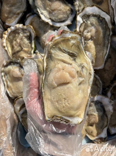 Устрица хасанская