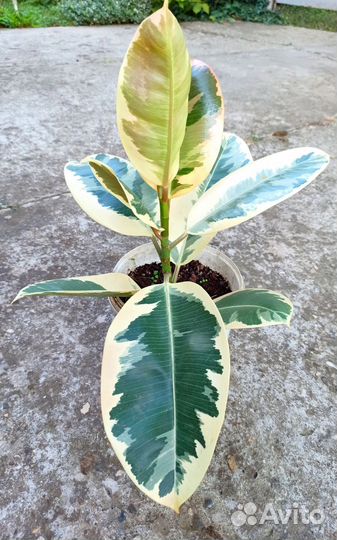 Фикус каучуконосный с пёстрыми листьями