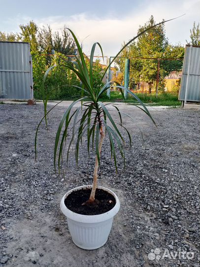 Пальма драцена