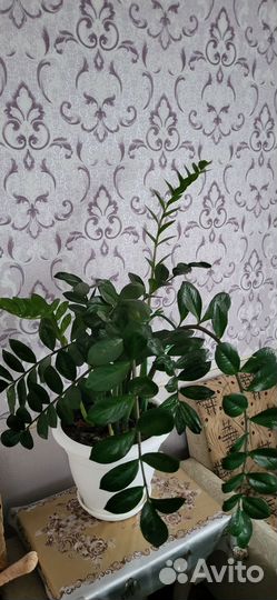 Замиокулькас