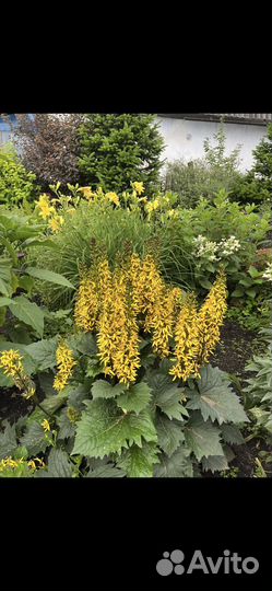 Бузульники