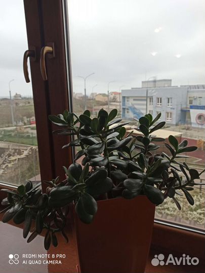 Красула / Толстянка / Денежное дерево