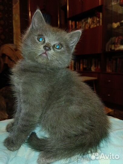 Шотландский котенок