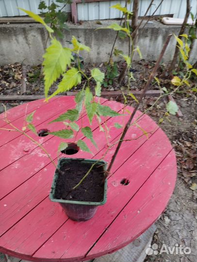 Саженцы винограда Преображение