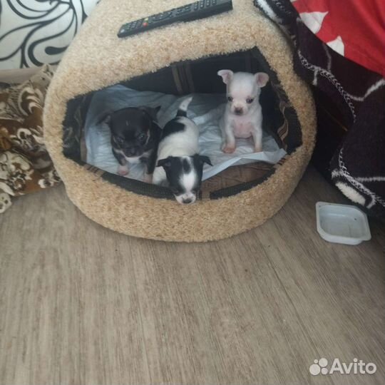 Щенки чихуахуа