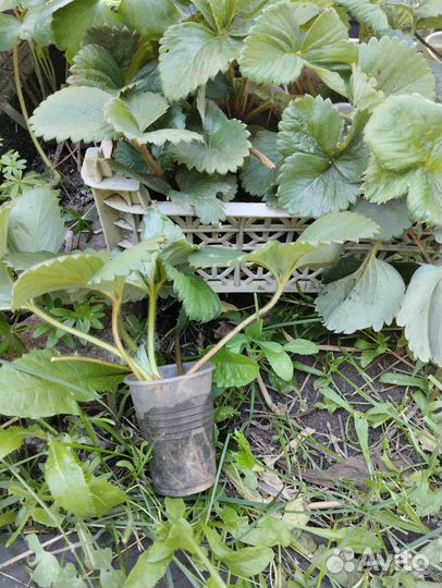 Рассада клубники