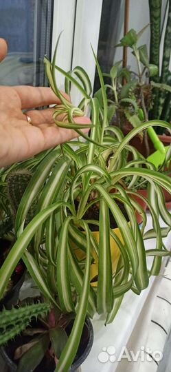 Комнатные цветы