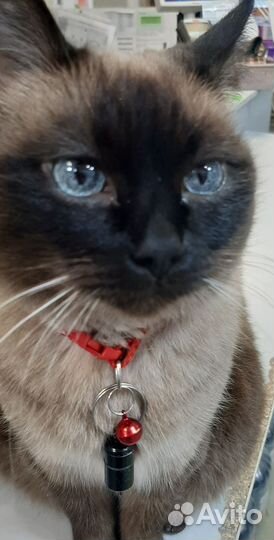 Тайская кошка