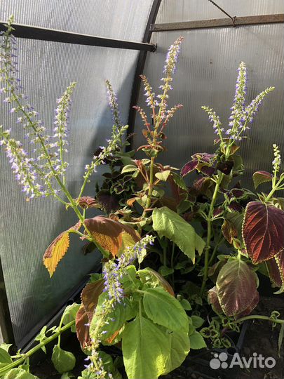 Рассада колеуса