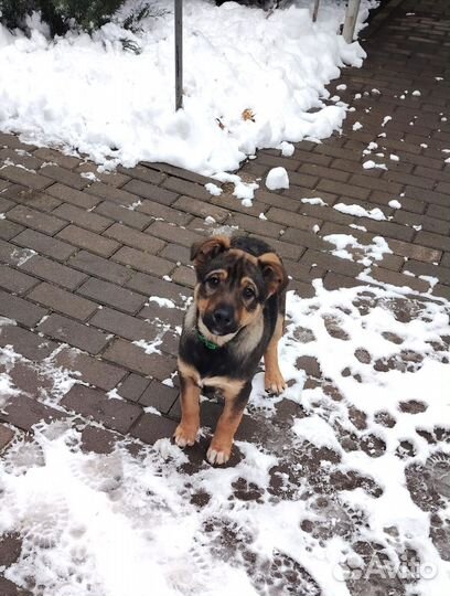 Супер девочка Найда ищет дом