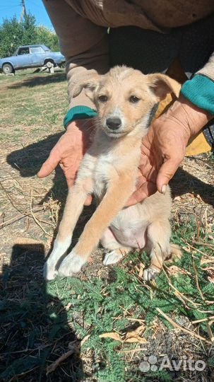 Собака в добрые руки